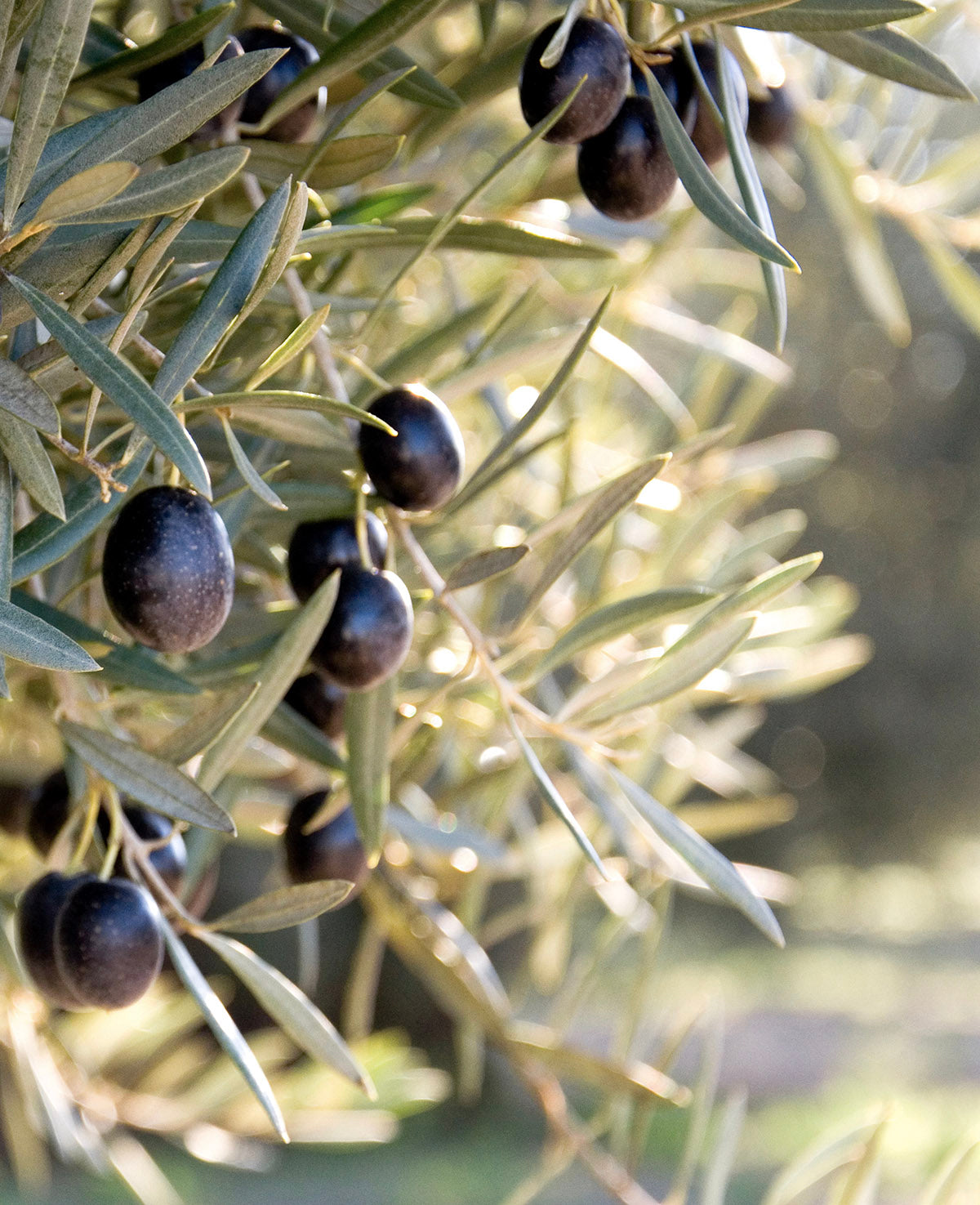 Sizilianisches Olivenöl 'Olio Extra Vergine' kaltgepresst